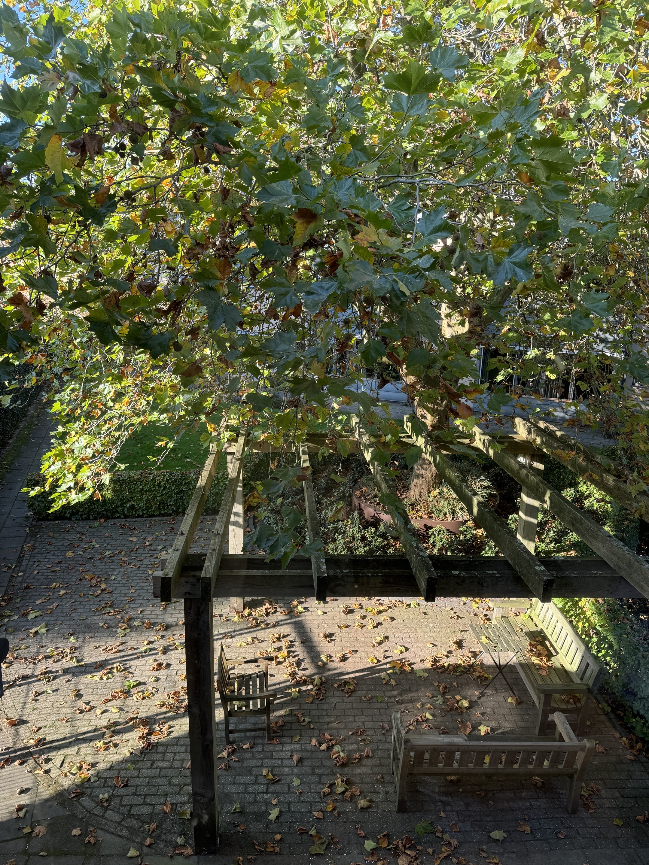 DST tuin.jpg