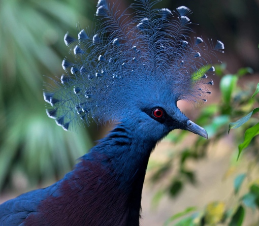 avifauna